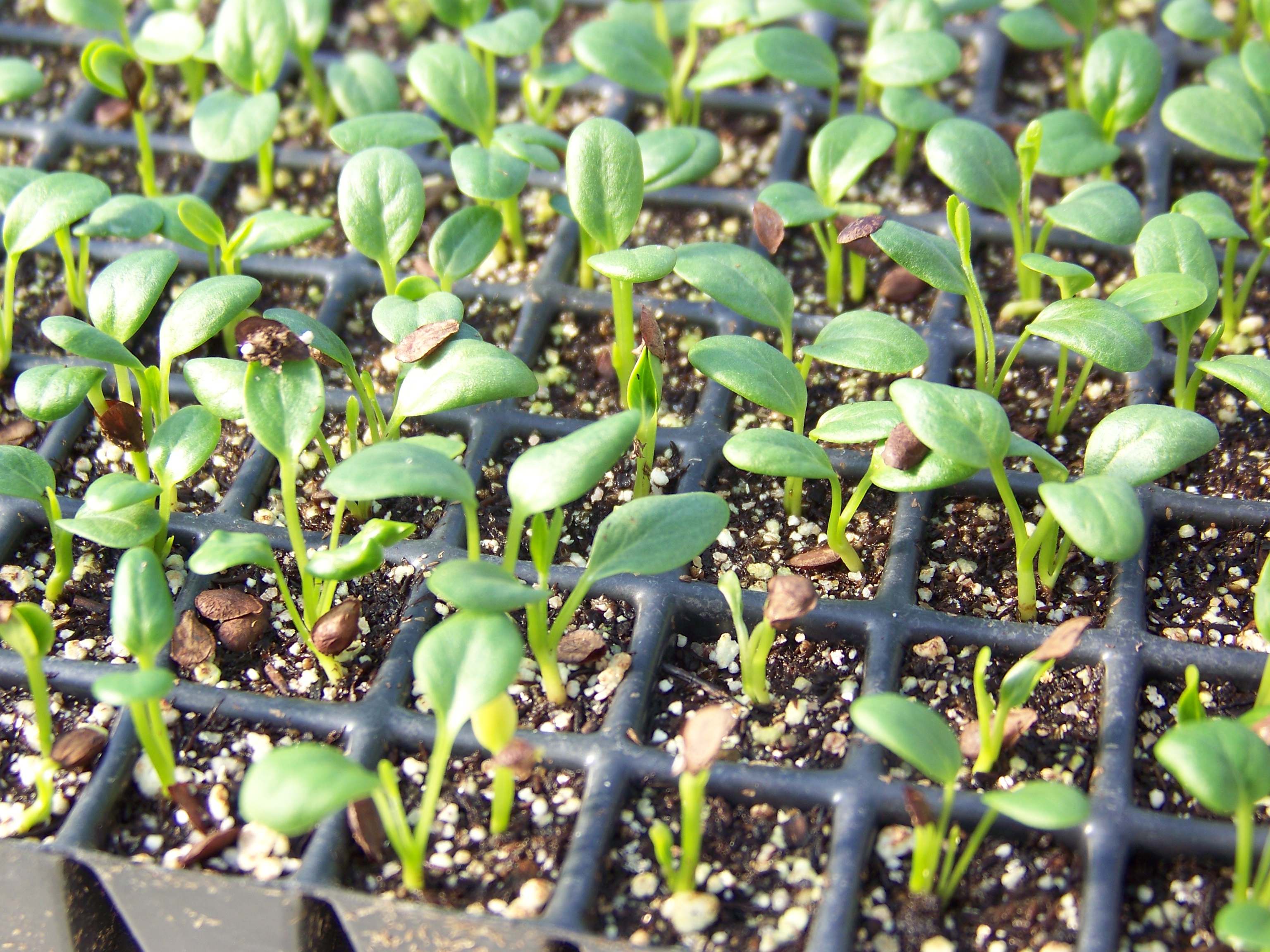 seedlings of asclepias tuberosa